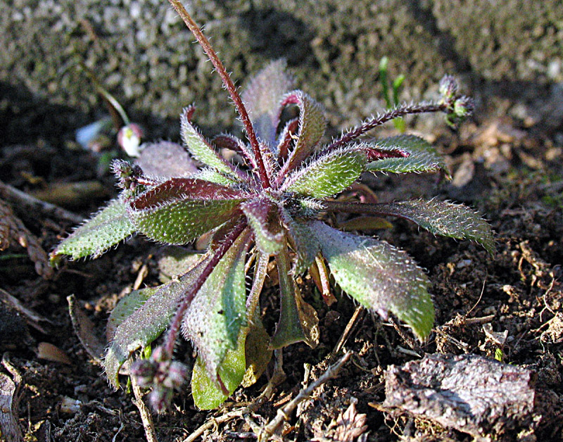 Erophila verna (L.) Chevall. (c) subsp. praecox (Steven) P.